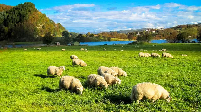 The Green Veterinary Surgery practice photo