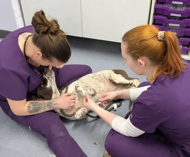 Veterinary Nurses