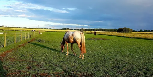 Humber Equine Vet practice photo