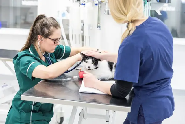 Avenue Veterinary Centre practice photo