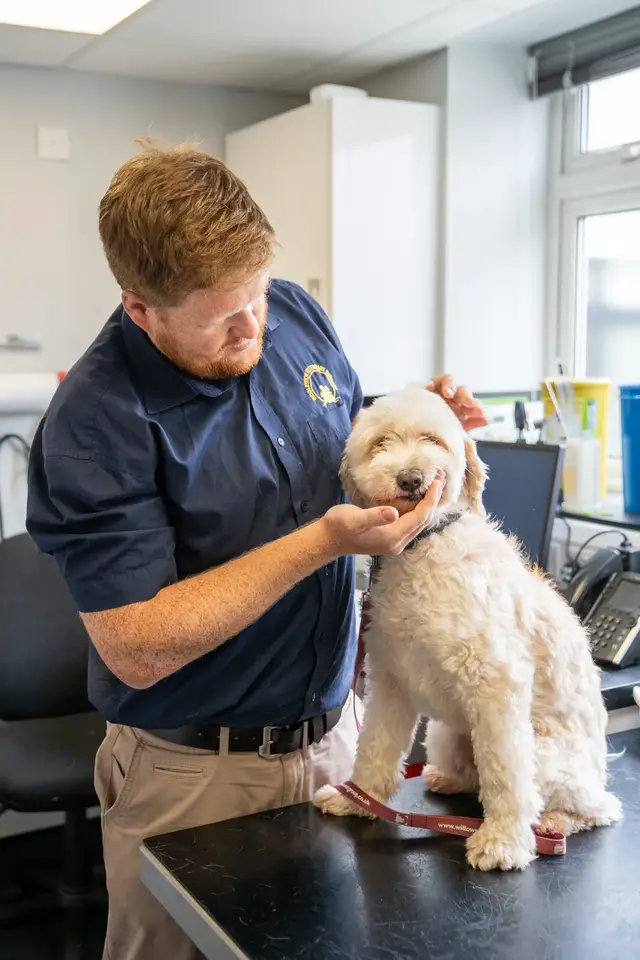 A veterinarian examines a white dog on an examination table in a clinic. The vet is gently checking inside the dog’s mouth. The room is equipped with medical tools and a computer.