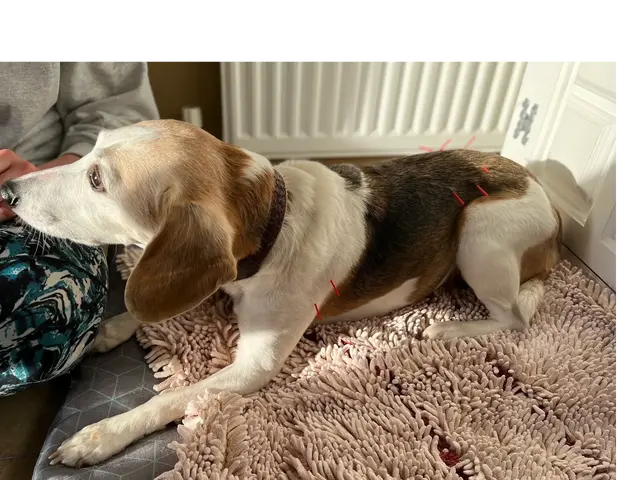 London Veterinary Acupuncture practice photo