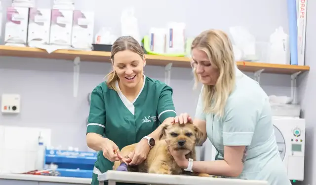 vet nurses putting bandage on small brown dog