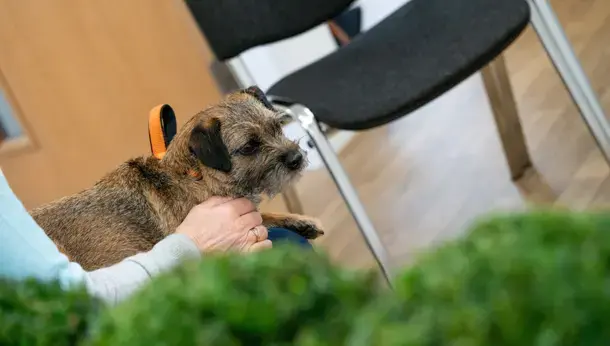Dog in waiting area