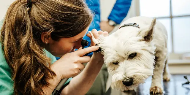 Orchard House Veterinary Centres practice photo 3