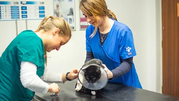 Cat bandage