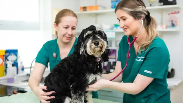 small brown and white dog having consultation
