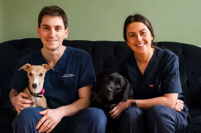 Two veterinarians sitting on a black couch with two dogs, a fawn whippet and a black Labrador, in a clinic.