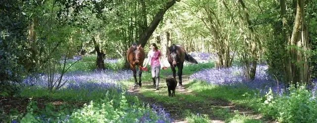 AR Equine Vets practice photo 2