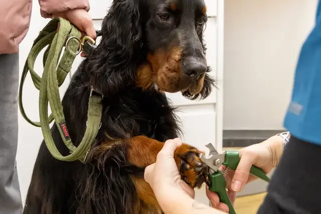 Priory Vets - Reigate practice photo 3