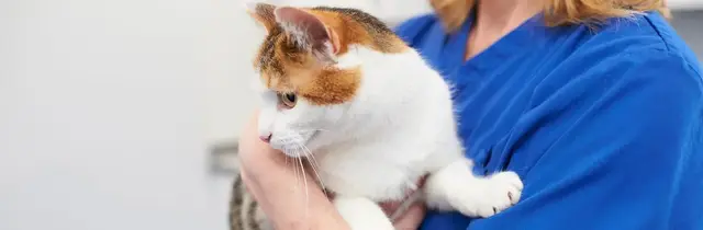 Alnorthumbria Veterinary Group - Ponteland practice photo