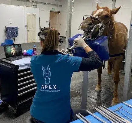 Apex Equine Dental Surgery practice photo 2