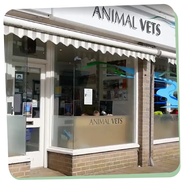 Animal Vets - Hayle practice photo