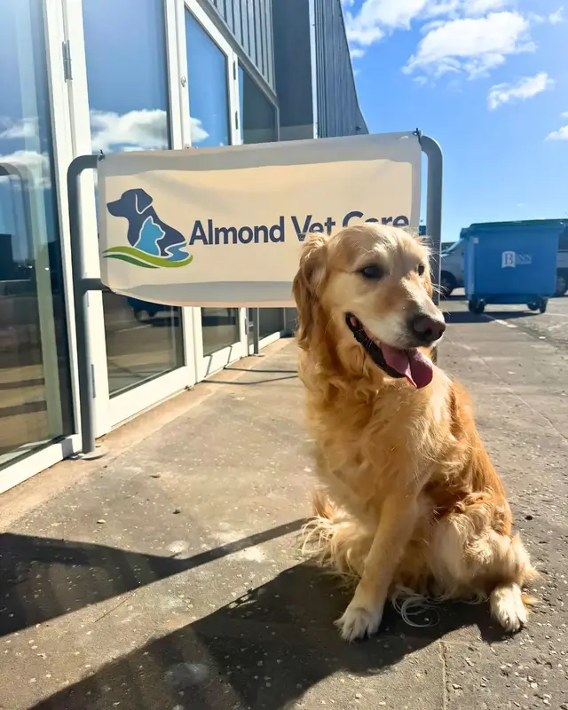 Golden retriever outside the Almond Vet Care clinic entrance