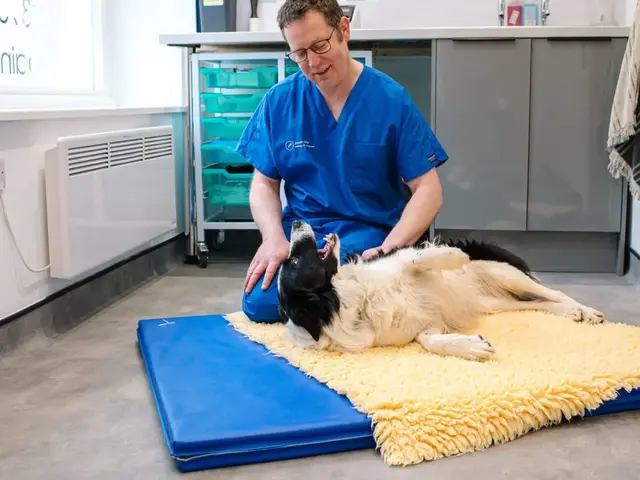 Dr James Hunt kneeling on the floor beside a border collie lying on a mat in the consulting room