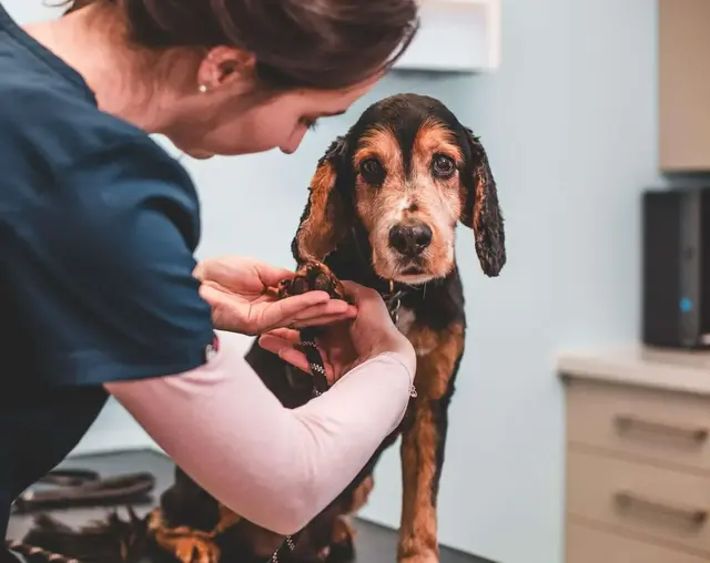 St Boniface Veterinary Clinic - Okehampton practice photo