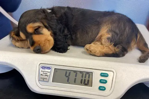 Medivet - Impington (Hollyoak Vets) practice photo 2
