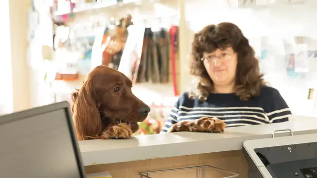 brown dog on the counter