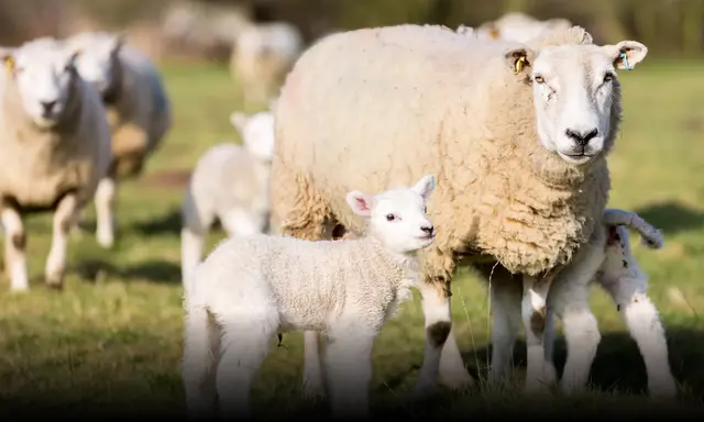 The Sheep Vet