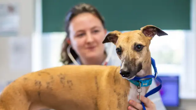 Penmellyn Veterinary Group - St Columb Major Hospital practice photo