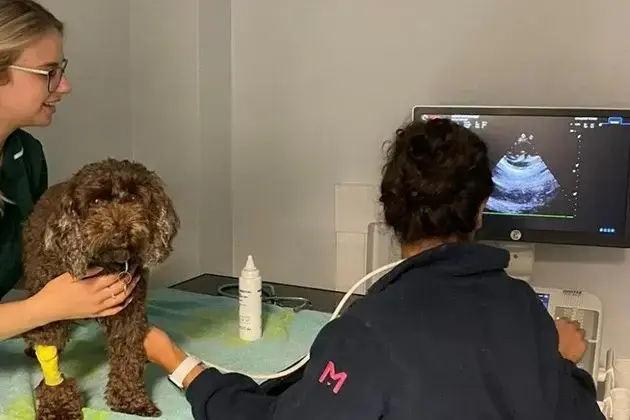 Medivet - Waltham Abbey practice photo 3