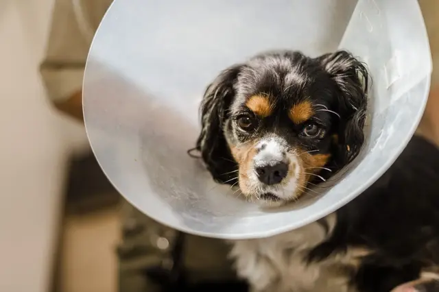 A black, brown and white dog wears a plastic vet cone. They are looking at the camera.