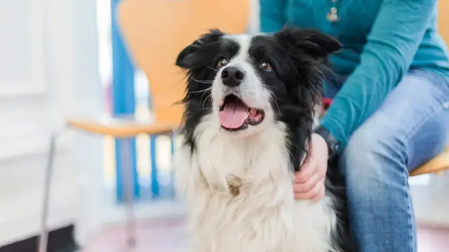 Aberdeen Veterinary Referrals practice photo