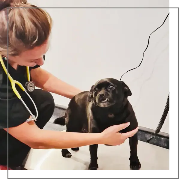 Weighing Dog