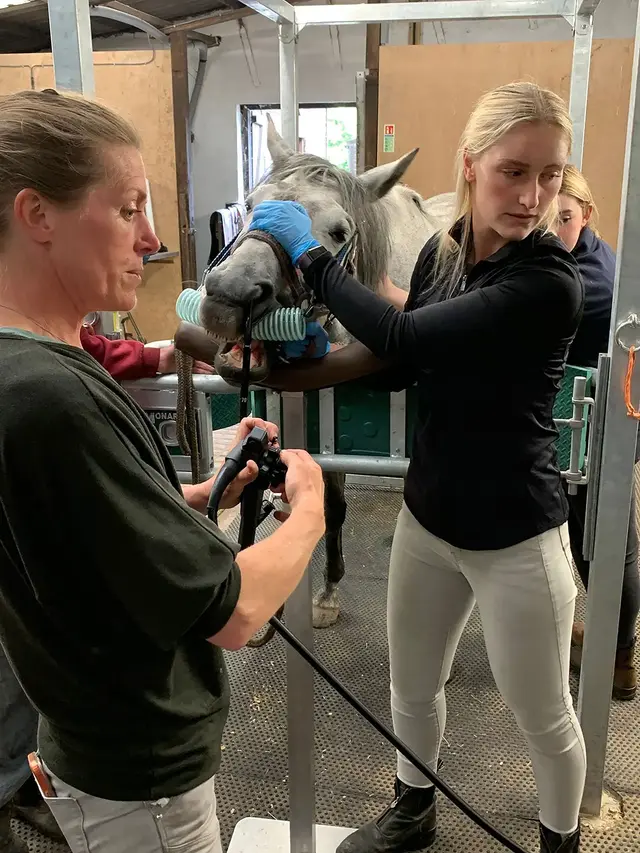 Donaldson's Farm and Equine practice photo