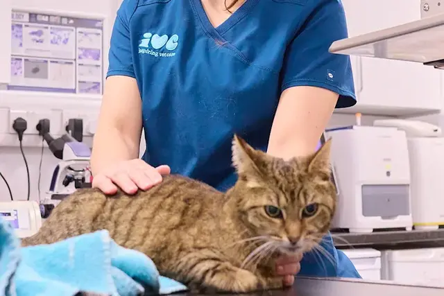 Norwood Road Veterinary practice photo 3