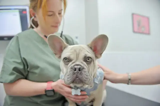 live-well-vets-in-south-wales-llantrisabt-caerphilly-whitchurch-veterinary-referrals-boas-surgery-ct-scan-orthopaedic-1