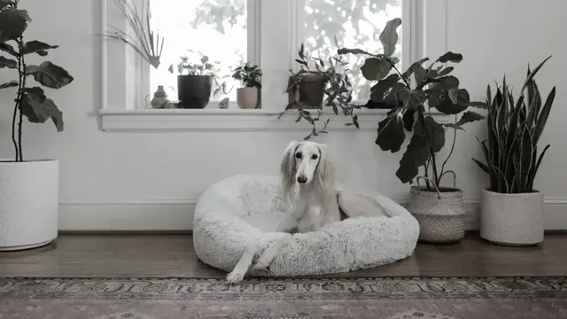 A dog sat in its bed surrounded by plants