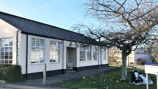 The farm animal practice in winter, a bare tree, daffodils and a life-size cow sculpture decorate the grassy space outside