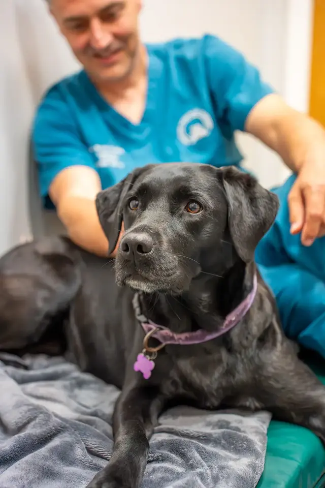 Willows Veterinary Group - Winsford (Web) 051