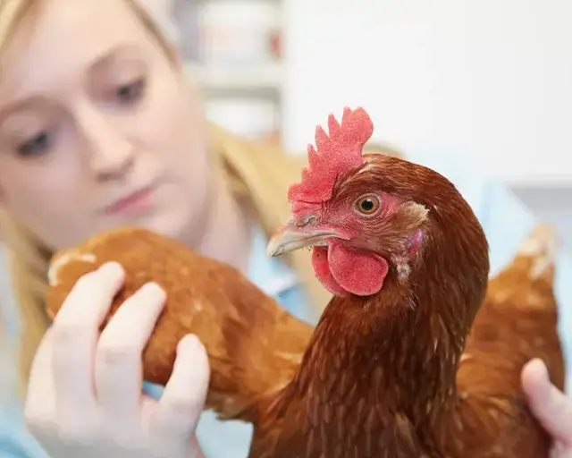 Alnorthumbria Veterinary Group - Alnwick practice photo