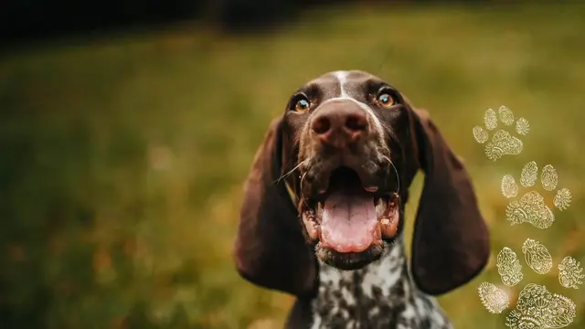 The Hampshire Vet practice photo