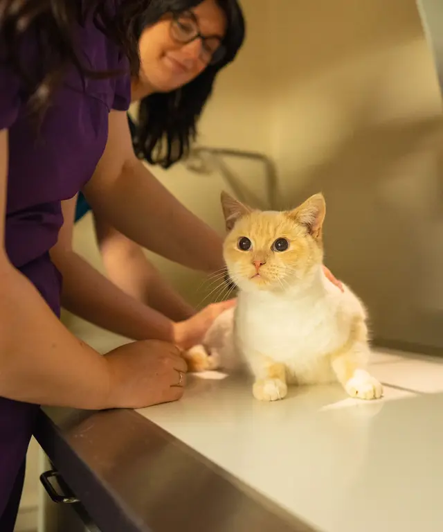 Cornerstone Veterinary Clinic practice photo 2