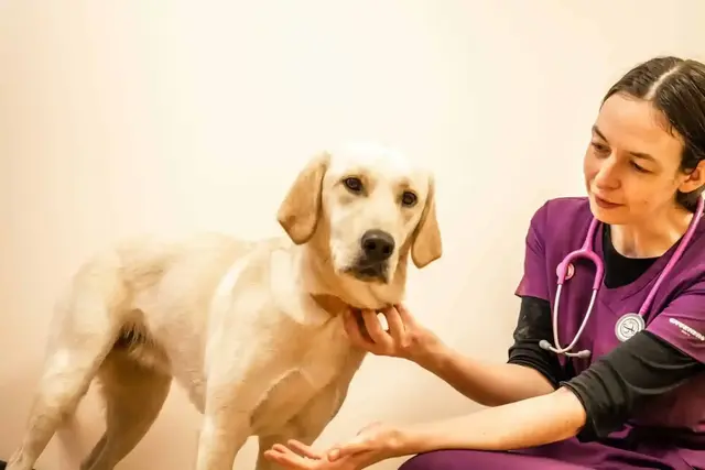 Pawsitive Vet Care practice photo