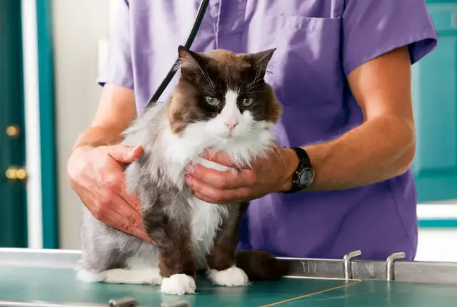 Morley Veterinary Practice practice photo
