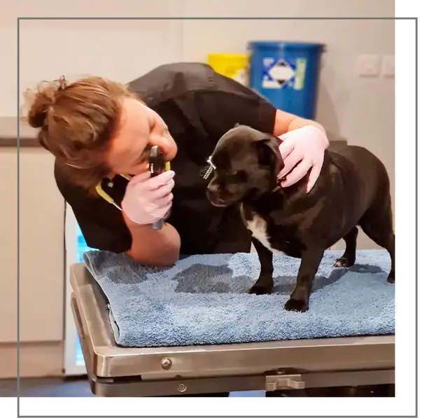 Vet assessing Dog