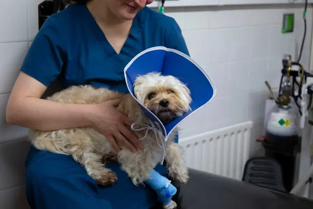Bayswater Veterinary Clinic practice photo