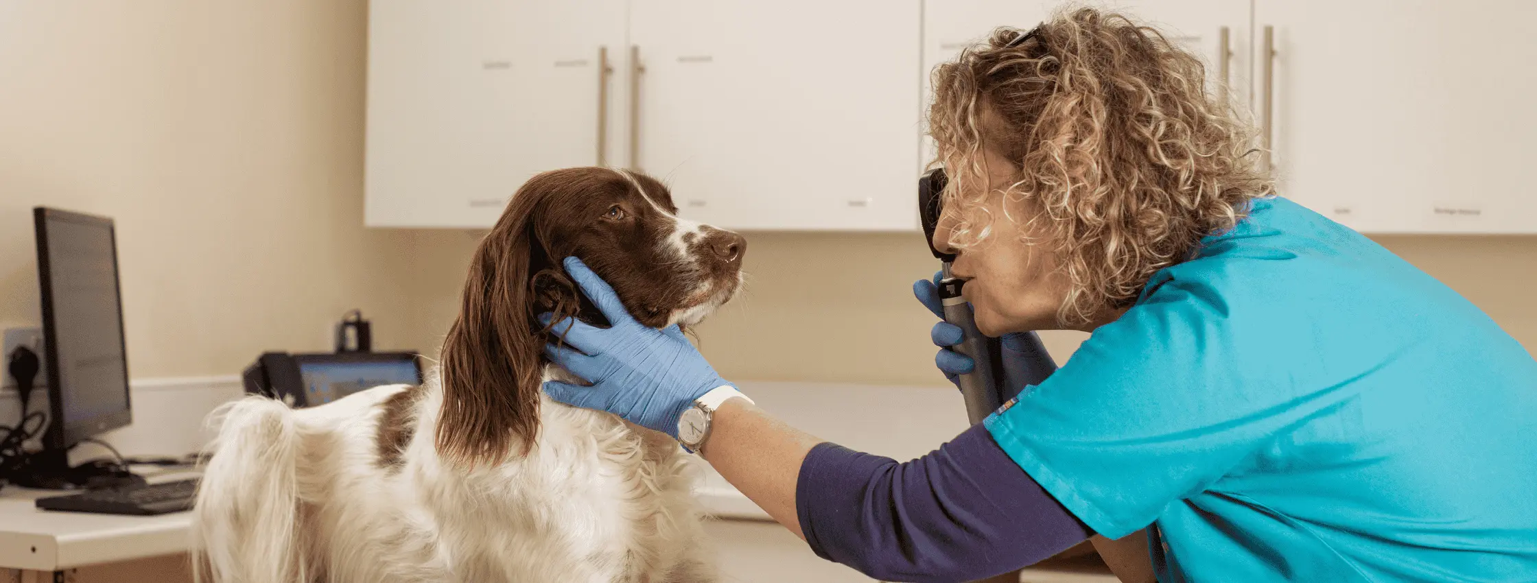 Thrums Veterinary Group practice photo