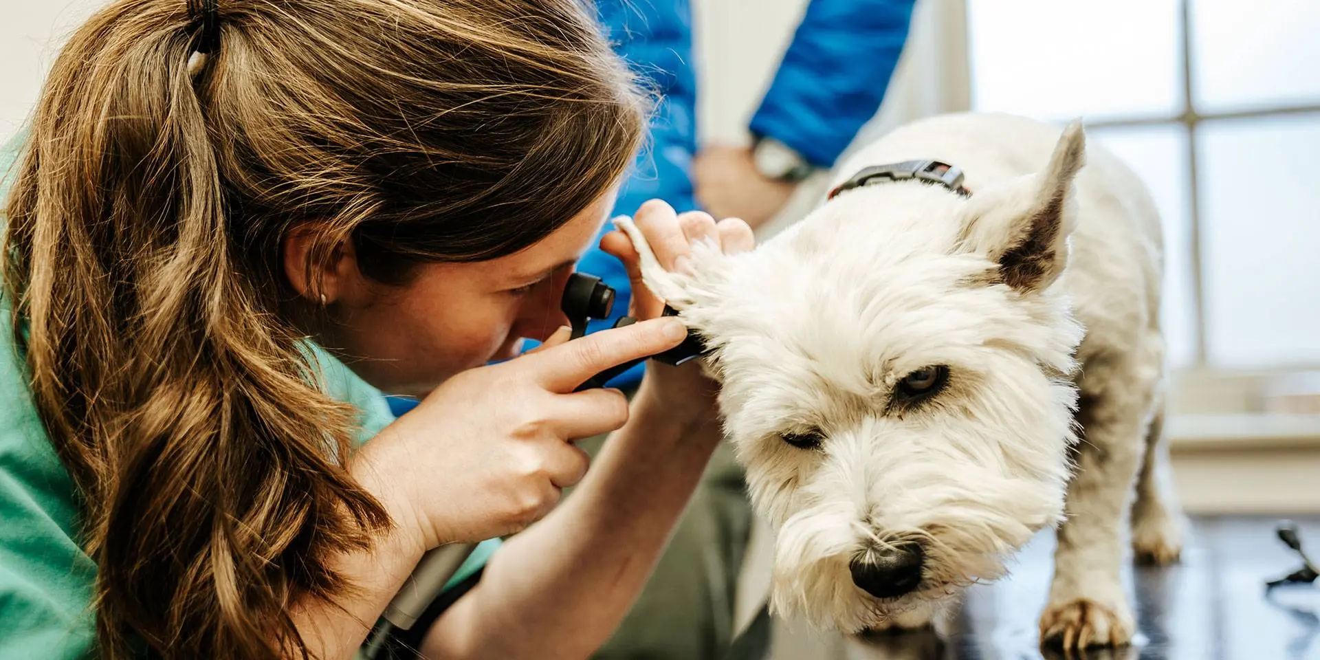 Orchard House Veterinary Centres practice photo 3