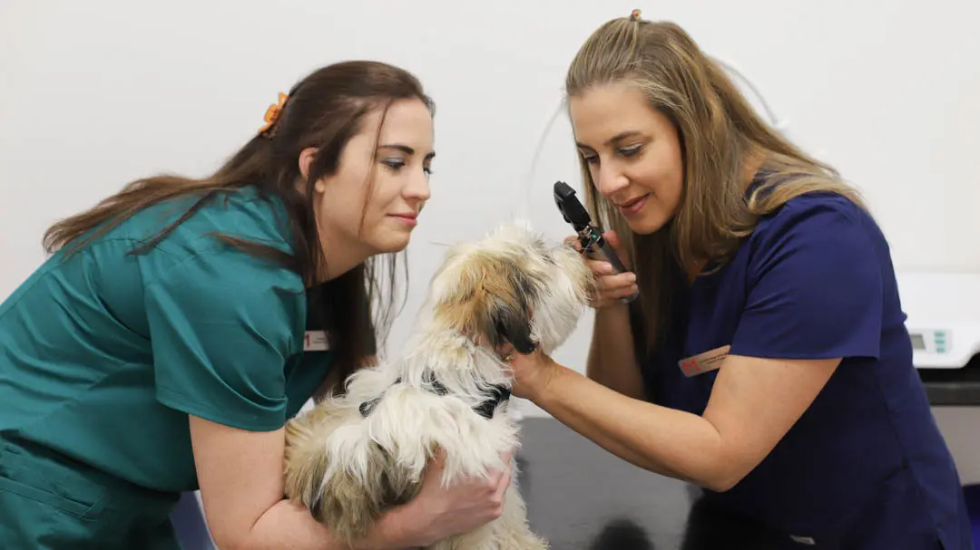 Medivet practice photo