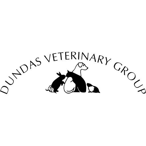 Dundas Veterinary Group - Granton Road logo