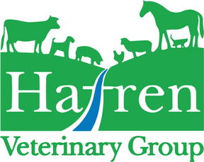 Hafren Vets - Llanidloes logo
