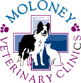 Moloney Veterinary Clinics - Dunmow logo