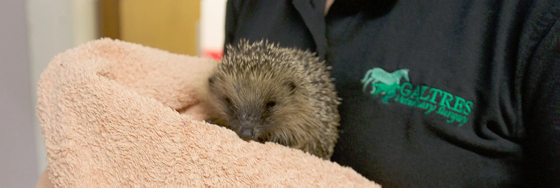 Galtres Veterinary Surgery practice photo