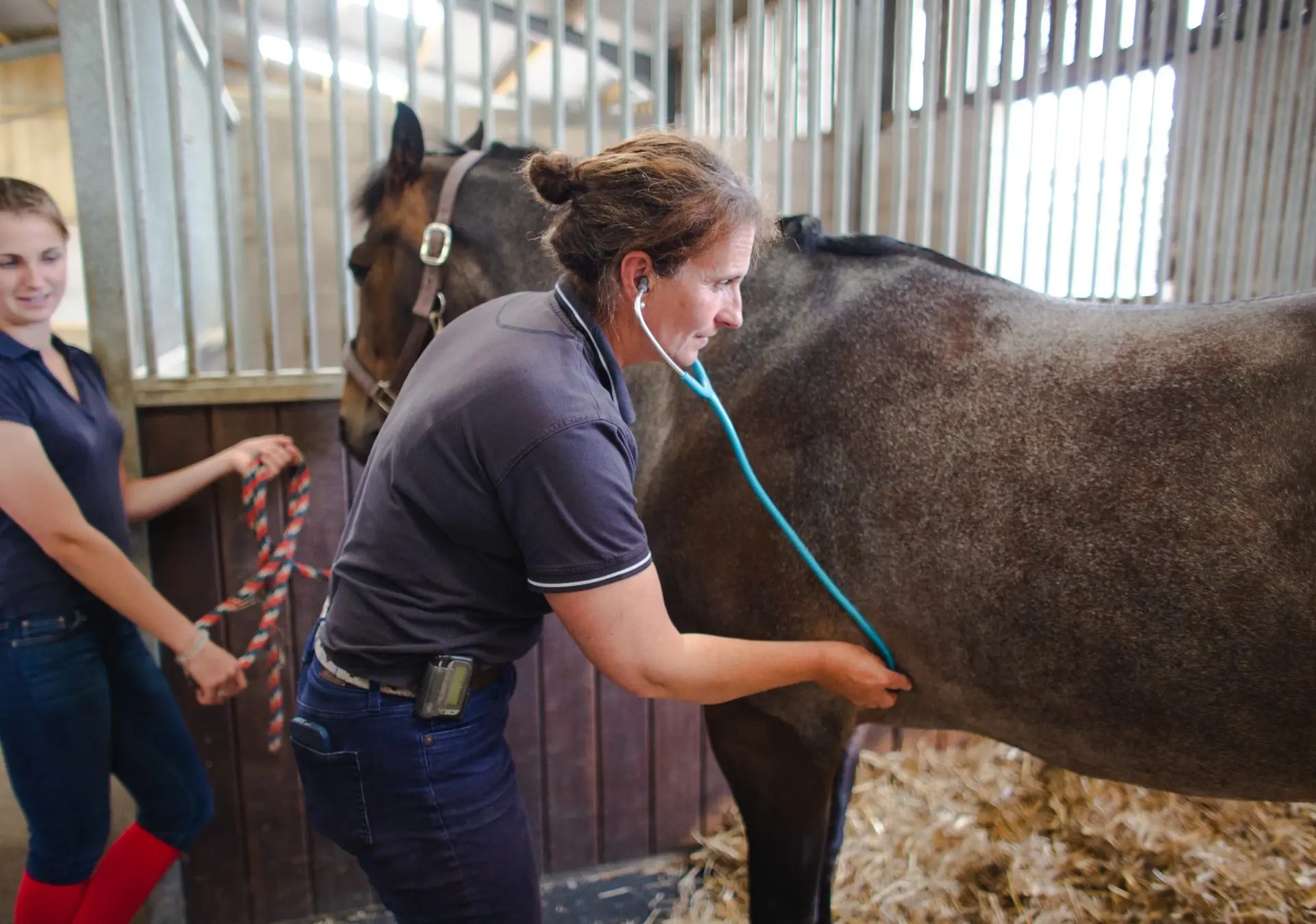 Veterinary examination at Gibbs Marsh Equine