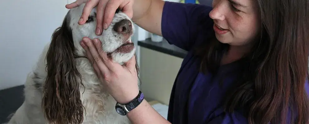 Ashley Veterinary Centre practice photo